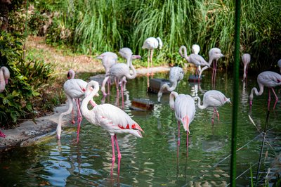 🐘 히로시마시 아사 동물공원(히로시마시 아사 도부츠코엔)